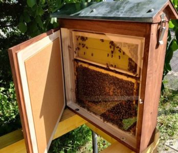 Schaukasten für Bienen