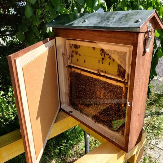 Schaukasten für Bienen